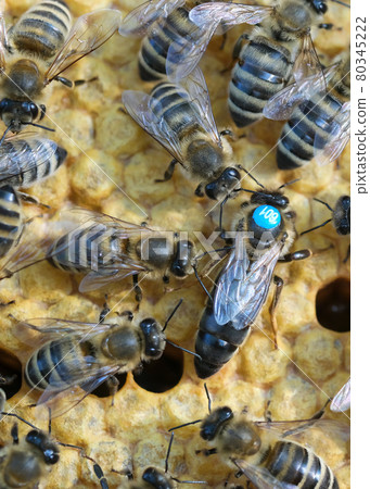 Bees inside a beehive with the queen bee in the middle. Queen bee lays eggs in the cell. Macro photo. 80345222