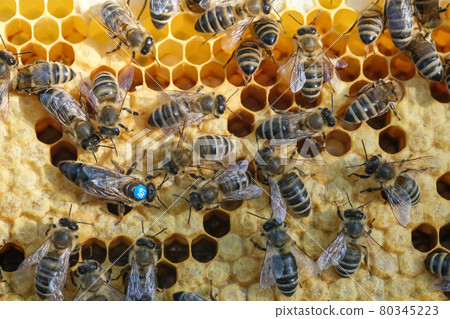 Bees inside a beehive with the queen bee in the middle. Queen bee lays eggs in the cell. Macro photo. 80345223