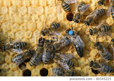 Bees inside a beehive with the queen bee in the middle. Queen bee lays eggs in the cell. Macro photo. 80345225