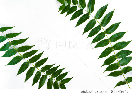 Green leaf branches on white background. flat lay, top view Green leaf branches on white background. flat lay, top view 80345642