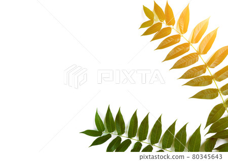 Green leaf branches on white background. flat lay, top view. Sun Flare 80345643
