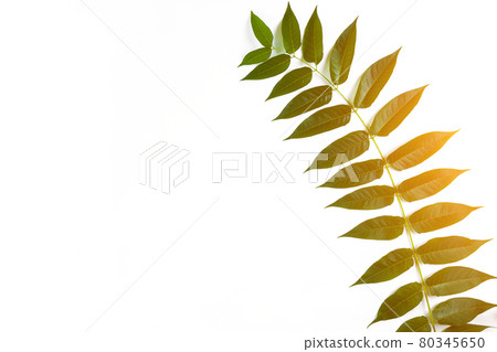 Green leaf branches on white background. flat lay, top view. Sun Flare 80345650