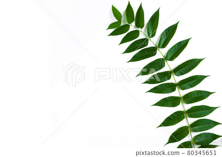 Green leaf branches on white background. flat lay, top view 80345651