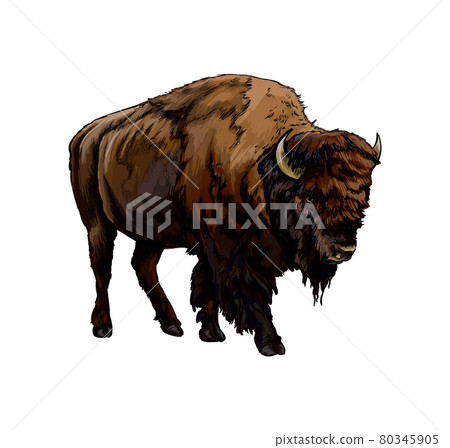 Bison, buffalo from a splash of watercolor, colored drawing, realistic 80345905
