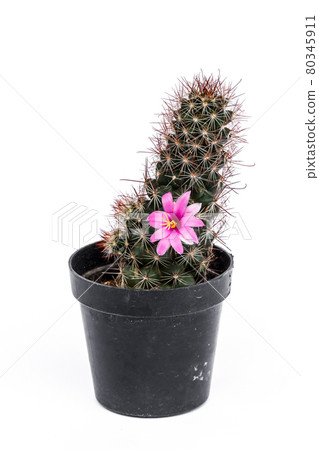 Cactus in flowerpot isolated on white background 80345911