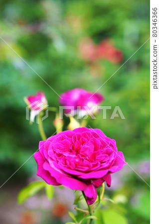Rose flowers and buds in full bloom Rose flowers and buds in full bloom 80346366
