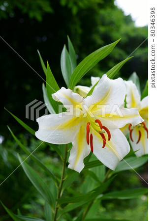 1978 咲百合 80346398