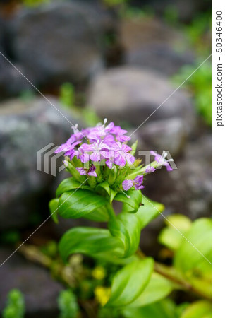 1976 石竹 80346400