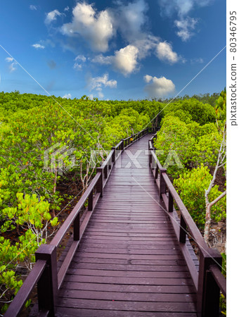 Pranburi Mangrove Forest in Prachuap Khiri Khan in Thailand 80346795