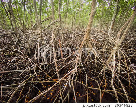 Pranburi Mangrove Forest in Prachuap Khiri Khan in Thailand Pranburi Mangrove Forest in Prachuap Khiri Khan in Thailand 80346823