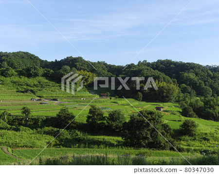 Rice terraces in Asuka village where the blue sky and fresh green spread 80347030