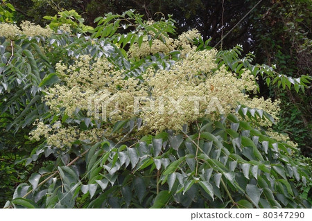 Flower of Crow's Zhang Shaw Flower of Crow's Zhang Shaw 80347290