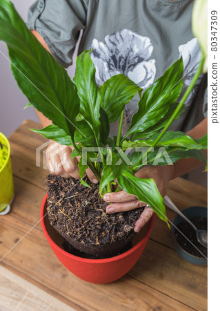 A woman transplants a spathiphyllum flower into a square flower pot. 80347309