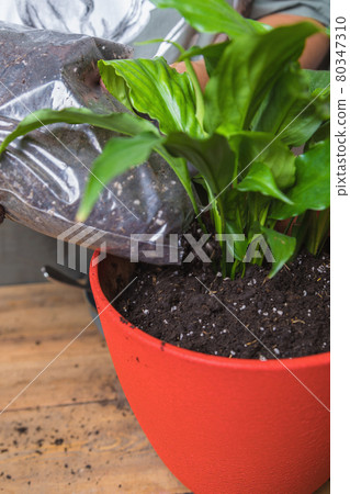 A woman transplants a spathiphyllum flower into a square flower pot. A woman transplants a spathiphyllum flower into a square flower pot. 80347310