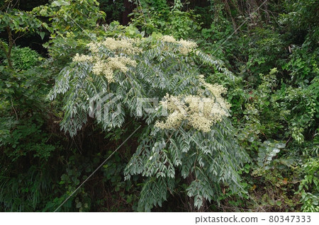 Flower of Crow's Zhang Shaw Flower of Crow's Zhang Shaw 80347333