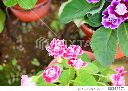 Glowinian花 80347571