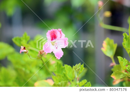 Fragranulium flowers 80347576
