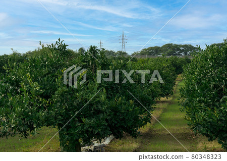 Summer orange field blue orange 80348323