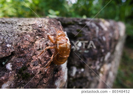蟬殼粘在岩壁上 蟬殼粘在岩壁上 80348452