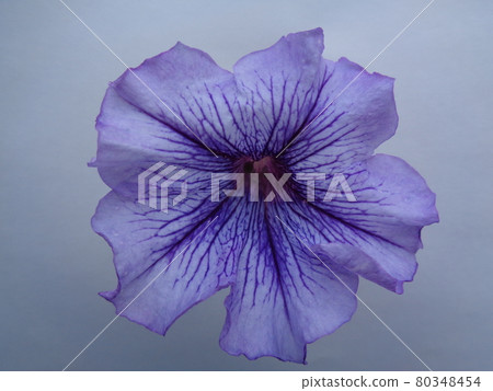 牽牛花〉 80348454