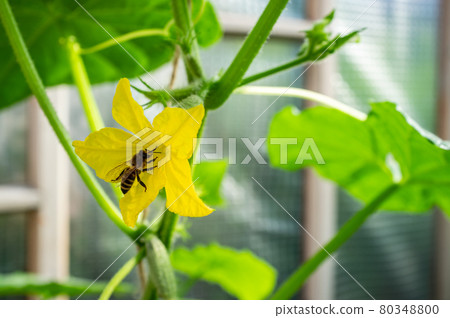 Bee sits on a yellow flower small cucumber in a greenhouse in the garden, in a warm summer day. 80348800