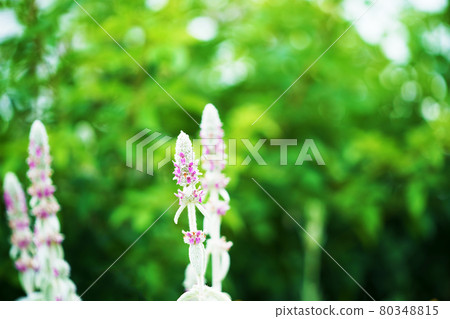 Herb "Lamb's Year" Herb "Lamb's Year" 80348815