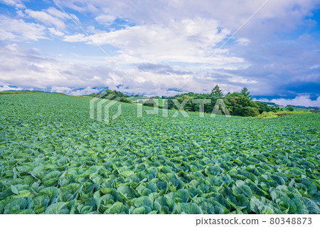 (Gunma Prefecture) Cabbage field in Tsumagoi Village 80348873