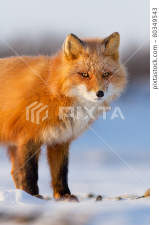Red fox (Vulpes vulpes) Red fox (Vulpes vulpes) 80349543