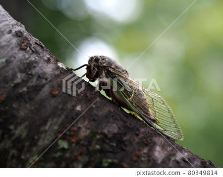 dinner? (A close-up of a bear zemi that perches on the trunk of a cherry tree and sucks sap) 80349814