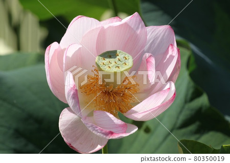 Lotus flower 80350019