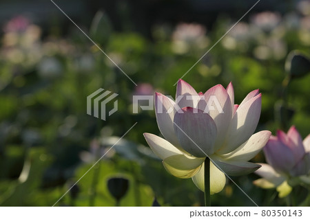 Lotus in Japan 80350143