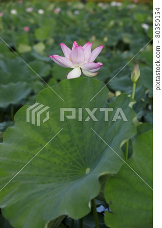 Lotus in Japan 80350154