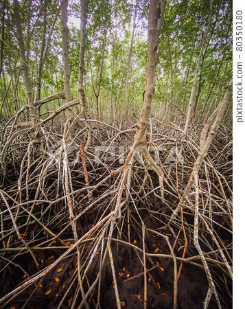 Pranburi Mangrove Forest in Prachuap Khiri Khan in Thailand Pranburi Mangrove Forest in Prachuap Khiri Khan in Thailand 80350180