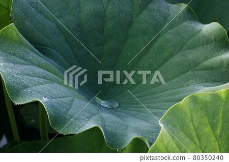 Lotus leaf Lotus leaf 80350240