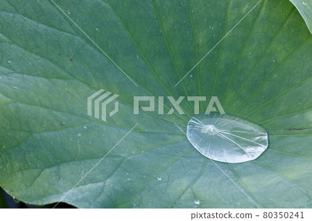 Lotus leaf Lotus leaf 80350241