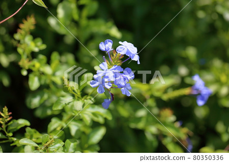 Ruri Matryu flower 80350336