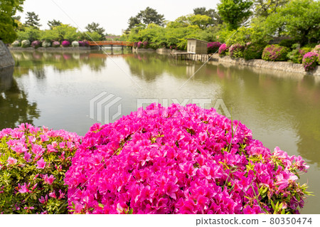 三重縣桑名市美麗的杜鵑花休香公園的護城河 80350474
