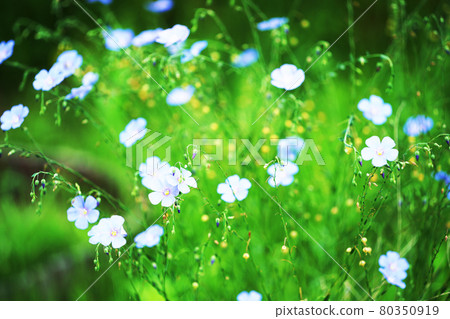 草藥“阿瑪” 草藥“阿瑪” 80350919