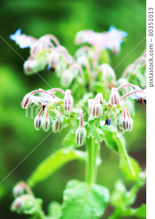 藥草“Polygi” 藥草“Polygi” 80351013