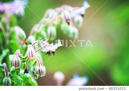 藥草“Polygi” 藥草“Polygi” 80351015