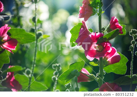 Bright crimson mallow flowers on a blurred background. Bright crimson mallow flowers on a blurred background. 80351232