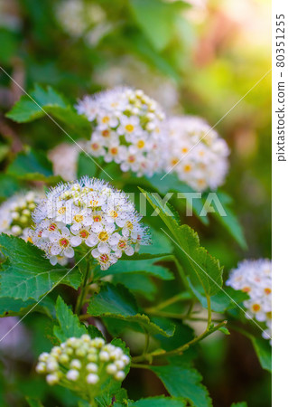 Branch of a tree with white flower 80351255
