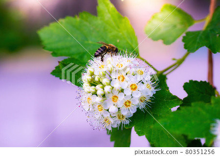 Bee collects nectar of white flower 80351256
