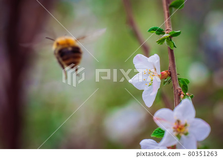 Bee collects nectar of white flower 80351263