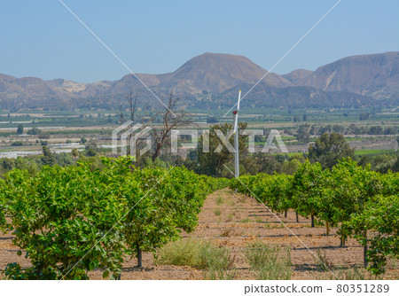 Lemon Tree Orchards in the Santa Clara River Valley, Fillmore, Ventura County, California 80351289