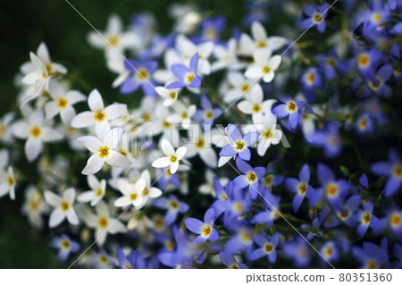 Hinasou 白色和藍色的花朵 80351360