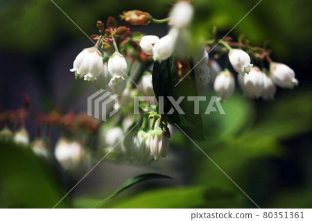 藍莓天鵝白花 藍莓天鵝白花 80351361