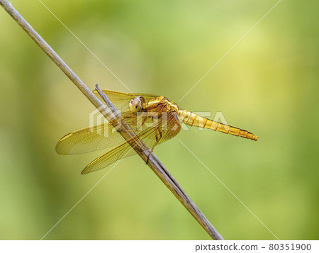 Scarlet skimmer female perching on dead grass Scarlet skimmer female perching on dead grass 80351900