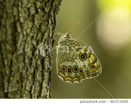 紅臉棲息在一棵樹上 80351908