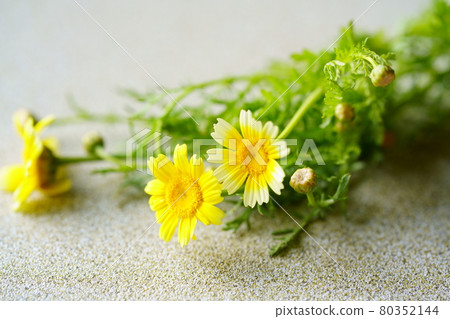 Crowndaisy flowers placed on the floor Crowndaisy flowers placed on the floor 80352144